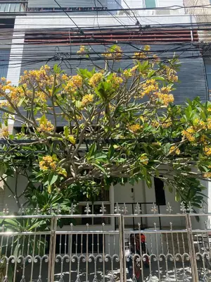 a tree with yellow flowers in front of a fence at 420 House- up to 10 guests in central Bangkok. in Bangkok