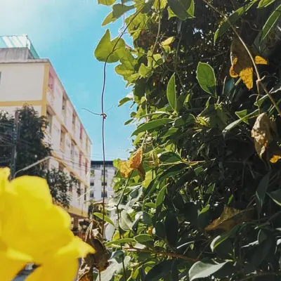 a tree with yellow flowers in front of a building at Worakarn Apartment 3 in Bangkok