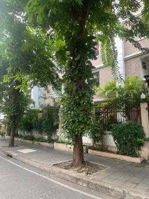 two trees on the side of a street at Viriyapon in Bangkok