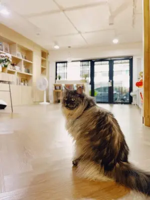 a cat sitting on the floor in a room at Double Studio, Private Bath & Balcony, Shared Kitchen with Local Family by Pillows & Purrs in Bangkok