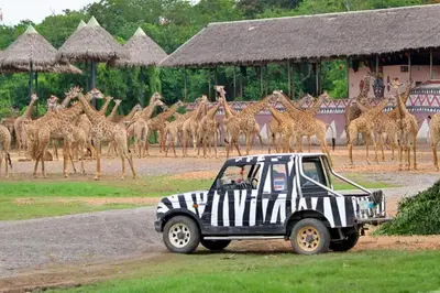 a group of giraffes standing around a truck at 5BOX Donmuang Airport in Bangkok