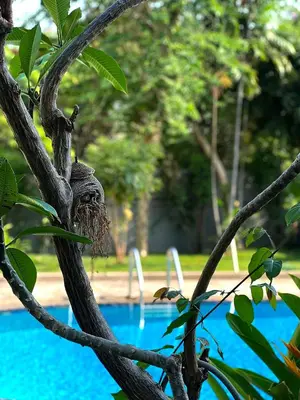 a nestled in a tree next to a pool at 5BR Villa with Private Pool Sukhumvit 10mins BTS in Bangkok