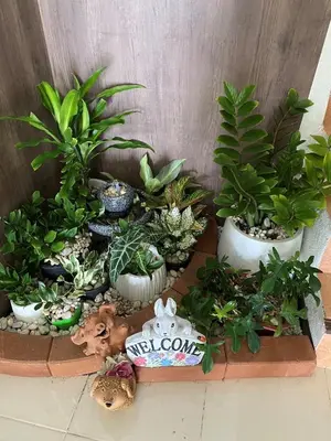 a group of potted plants on a table at Homey Place 2 in Ban Song Hong