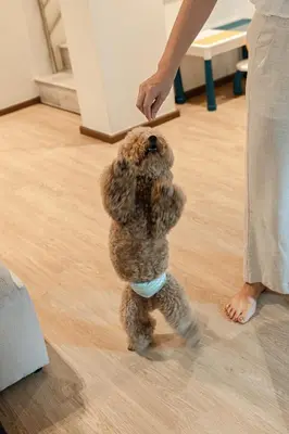 a small brown dog standing next to a person at Asok house Sukhumvit27 Free BF in Bangkok
