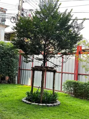 a tree in the middle of a yard at Baan Apak in Godown