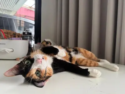 a cat laying on its back on a table at Cozy Cat Souluna home in Ekkamai in Bangkok