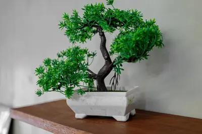 a bonsai tree in a white pot on a table at Siam Breeze Inn - Self Check-in in Bangkok