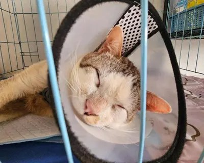 a cat is sleeping in a hamster cage at City Living in Bangkok