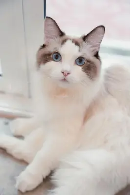 a cat with blue eyes sitting in front of a mirror at House of Patcha เรือลพัชชา Hostel share bathroom in Bangkok