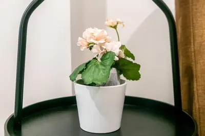 a plant in a white pot on a table at TC Contel at Bts Samrong in Ban Khlong Samrong