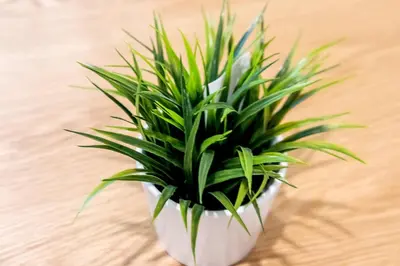 a green plant in a white pot on a table at TC Contel at Bts Samrong in Ban Khlong Samrong