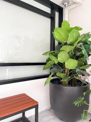 a plant in a large pot next to a bench at 4BR 8PAX Near BTS Mochit MRT Chatuchak Union Mall in Sathani Bang Su