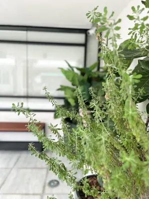 a bunch of green plants in a room at 4BR 8PAX Near BTS Mochit MRT Chatuchak Union Mall in Sathani Bang Su