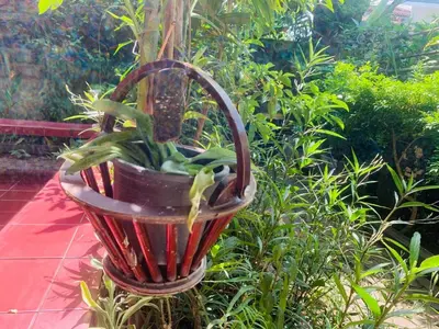 a plant in a basket in a garden at Palmhouse studio room in Bang Khen