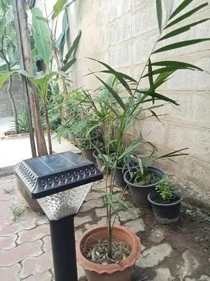 a black bench sitting next to a bunch of plants at Palmhouse studio room in Bang Khen