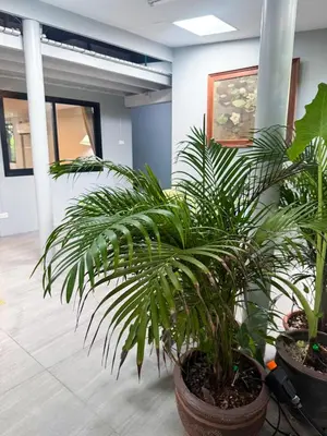 a couple of plants in pots in an office at Pridi cozy home with good location Type A in Bangkok