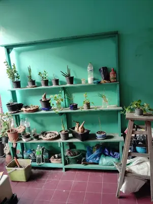 a green shelf with potted plants on it at 14 Hostel DMK airport in Bang Khen