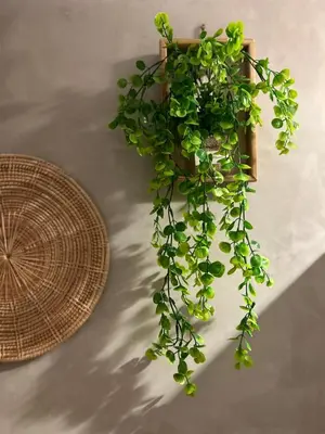 a potted plant hanging on a wall at Lesbase Female 8-Bed Room in Bangkok
