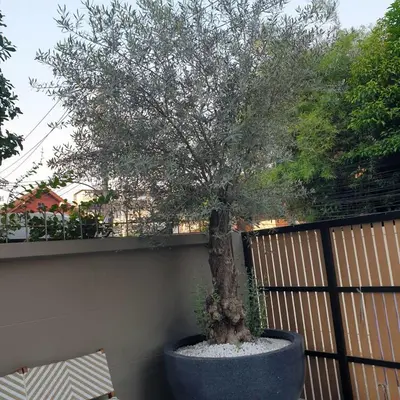 a tree in a pot next to a fence at Wynora Hotel in Khlong Toei