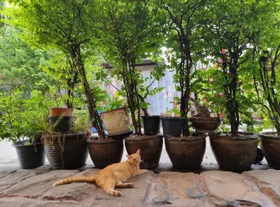an orange cat laying in front of a row of potted plants at 38 House Don Mueang Airport BTS Wat Phrasi in Bang Khen