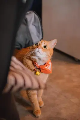 an orange cat is wearing a bow tie at Cazz Hostel in Bangkok