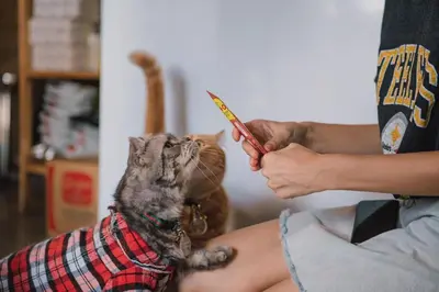 a person is brushing a cat with a toothbrush at Cazz Hostel in Bangkok