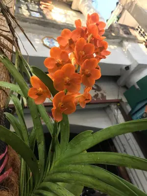 an orange flower sitting on top of a plant at Café de Baan Raow in Bangkok