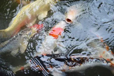 a group of koi swimming in a pond at Studio in Haven in Bangkok