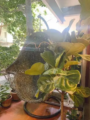 a plant in a wicker basket next to some plants at Pillow & Bread Hostel in Bangkok