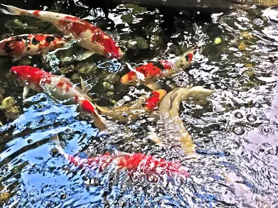 a group of koi swimming in the water at Rio Monte Residence in Bangkok
