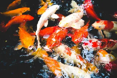 a group of koi fish in a pond at Feung Nakorn Balcony Rooms and Cafe in Bangkok