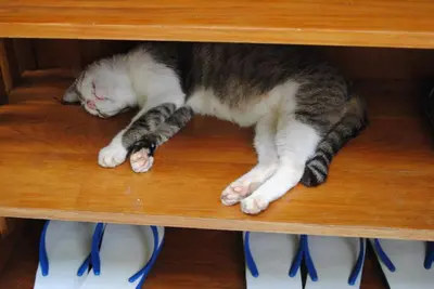 a cat laying on top of a shelf at Baan Dinso in Bangkok