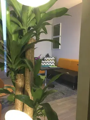 a plant in a room with a tree at Bangkok view,Luxurious 1 Bedroom Sathon in Bangkok