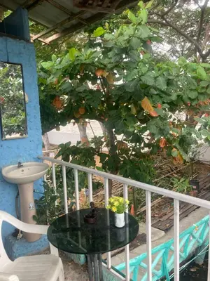 a table in front of a tree on a balcony at New Phiman Riverview Guesthouse in Bangkok