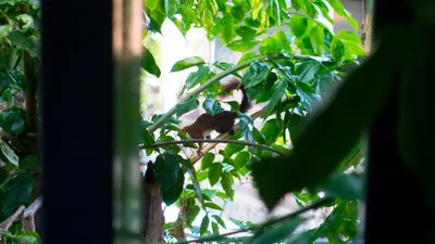 a monkey is sitting on a tree branch at Comfy Bed Hostel in Bangkok