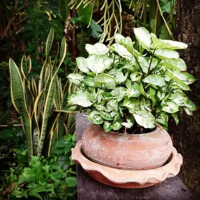 a vase filled with green plants on a table at Baan Boon in Bangkok