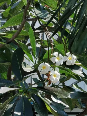 a bunch of white flowers on a tree at TAVEE Guesthouse in Bangkok