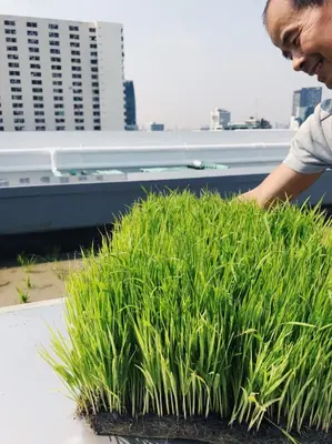 a man is planting grass on a rooftop at Siamplaengna Residence in Bangkok