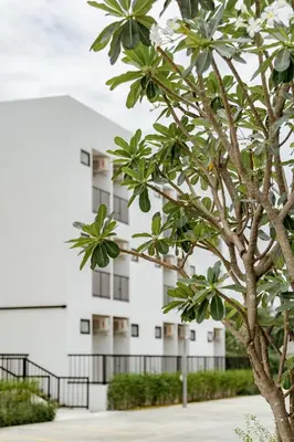 a tree in front of a white building at My space69 in Ban Pak Khlong Khwang