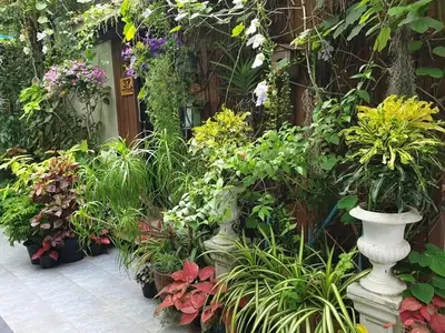 a bunch of plants in a garden at 37 Nature House in Bangkok