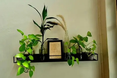 a shelf with plants and a box on a wall at Beautiful 5 Story Family House in Bangkok