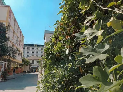 a large green bush next to a street at Worakarn Apartment 2 in Bangkok