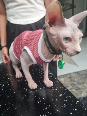 a small dog standing on a table wearing a shirt at Met A Space Pod @Phrom Phong in Bangkok